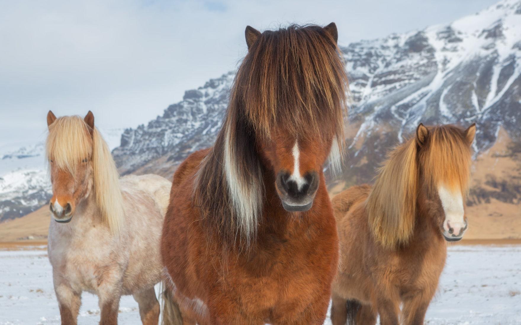 Aventure dans les Hautes Terres : Découvrez la Beauté Sauvage de l'Islande(4)